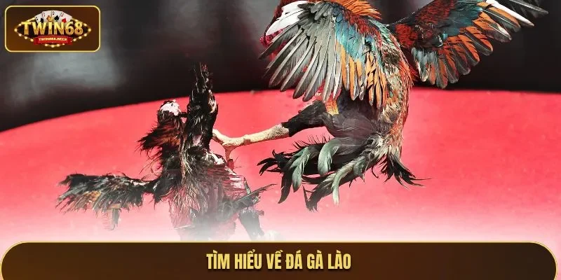 Tìm hiểu về đá gà Lào